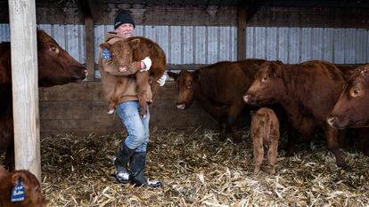 Un ganadero con un ternero recién nacido en su granja de Iowa.