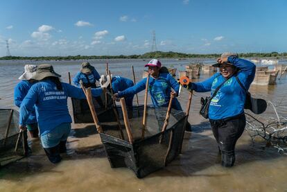 'Las chelemeras' son un grupo de mujeres (la mayoría habitantes de la comunidad de Chelem) que se han dedicado desde el año 2010 a recuperar y revivir manglares en las costas de Yucatán, actualmente se encuentran trabajando en la zona de Progreso (Yucatán) con apoyo de instituciones como CINVESTAV y organizaciones no gubernamentales extranjeras.
Los manglares de Yucatán se encuentran amenazados por las construcciones, la deforestación y la emergencia climática.
Progreso, Yucatán, México. 8 de febrero de 2022