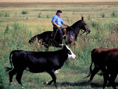 Un gaucho cuida del ganado en Argentina EN 2006.