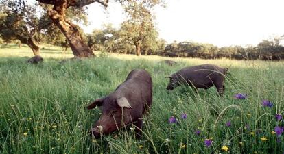 Una piara de cerdos aliment&aacute;ndose en el campo en Extremadura.