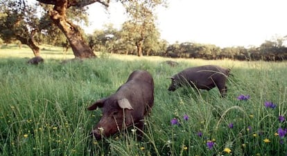 Una piara de cerdos alimentándose en el campo en Extremadura.