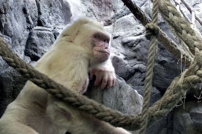 Barcelona Zoo&rsquo;s famous albino gorilla Snowflake, known as Copito de Nieve in Spanish. 