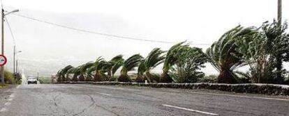 LAS PALMERAS COLINDANTES A LA CARRETERA DE LAS PUNTAS SE DOBLAN POR LOS VIENTOS DE MÁS DE 120 KILÓMETROS POR HORA.