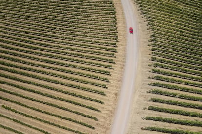 En Montalcino se produce uno de los mejores vinos del mundo: el Brunello di Montalcino. En esta villa medieval dedicada por completo a la viticultura la principal actividad de sus visitantes pasa por recorrer bodegas y enotecas.