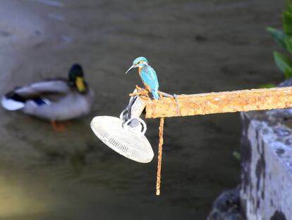 Un martín pescador entre los nuevos inquilinos del río Manzanares a su paso por Madrid Río. 