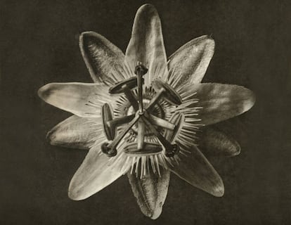 Fotografías de la serie de los años veinte 'Formas artísticas de la naturaleza', de Karl Blossfeldt.