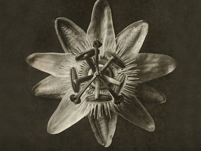 Fotografías de la serie de los años veinte 'Formas artísticas de la naturaleza', de Karl Blossfeldt.