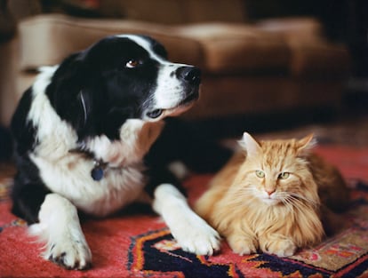 En general, los animales jóvenes son más flexibles para aclimatarse a diferentes situaciones.