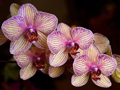 Este híbrido de dos especies de orquídea del género 'Phalaenopsis' da como resultado flores lavanda y crema que recuerdan a un caramelo.