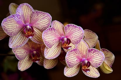 Orchid