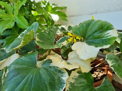 Farfugium japonicum 'Argenteum' con sus hojas con tonos blancos y alguna de sus margaritas amarillas.