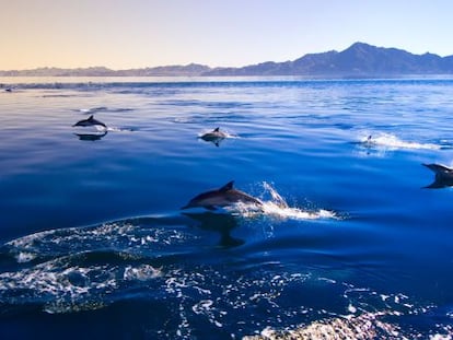 Un grupo de delfines de lados blancos del Pacífico en Puerto Escondido, en Oaxaca (México).