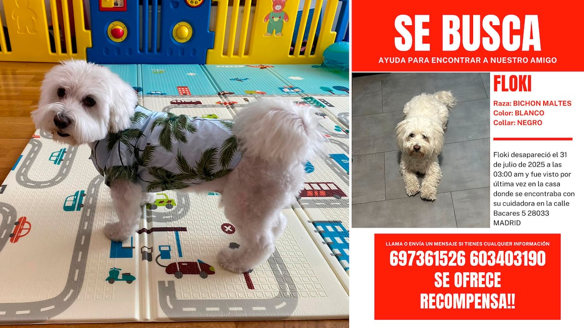 Las guarderías ilegales de perros aumentan cada año en Madrid: pisos sin licencia, animales desaparecidos y un mercado negro