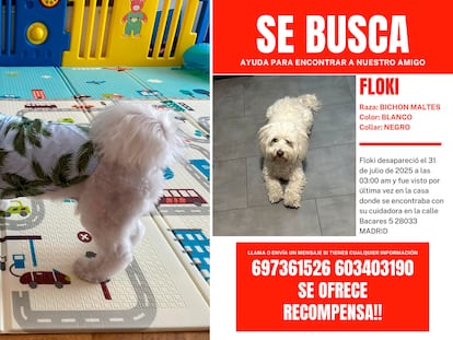 Las guarderías ilegales de perros aumentan cada año en Madrid: pisos sin licencia, animales desaparecidos y un mercado negro