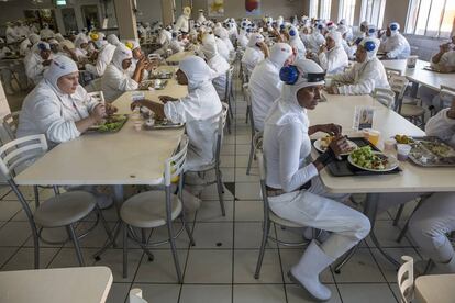 El matadero de pollos JBS, cerca de Cidrolandia (Brasil), cuenta con turnos en los que trabajan 650 personas.