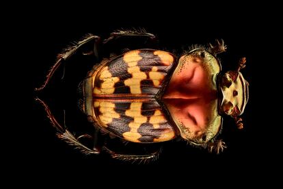 Un escarabajo pelotero que se alimenta exclusivamente de excrementos o estiércol, que convierte en perfectas esferas.