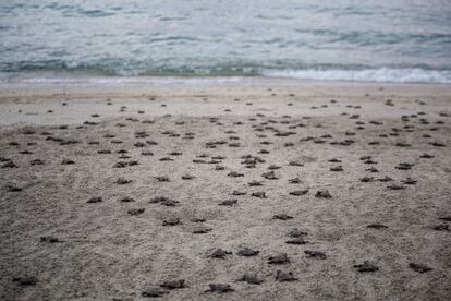 Un grupo de tortugas marinas caminan hacia el Golfo de California.