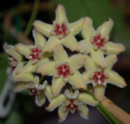 Una 'Hoya buotii' con unas flores diferentes a otras 'Hoya'.