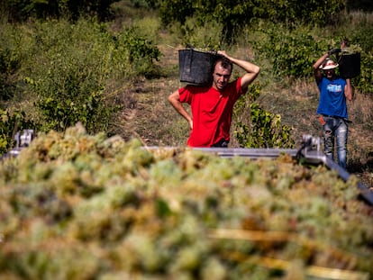 Dos hombres trabajan en un viñedo, el pasado mes de agosto en Vilafranca del Penedès.