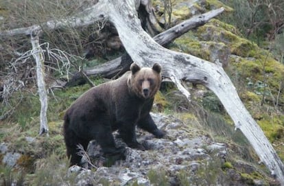 Oso macho del occidente asturiano.