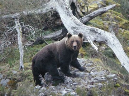 Oso macho del occidente asturiano.