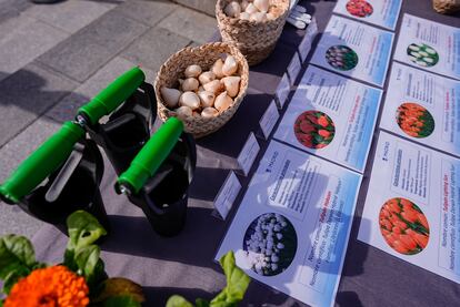 Imagen de algunos de los bulbos de tulipán que se han plantado en la plaza de Oriente de Madrid.