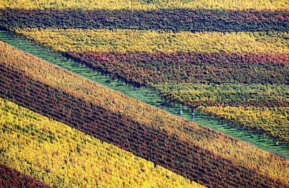 Vista de unos viñedos coloreados por el otoño en los alrededores del castillo de Hambach, en Neustadt an der Weinstrasse (Alemania).