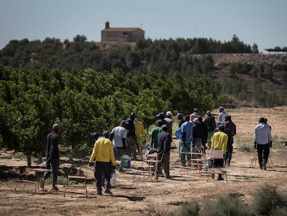 Trabajadores de origen centroafricano en una finca de la empresa Torre Molins, en Huesca, recogiendo nectarinas.