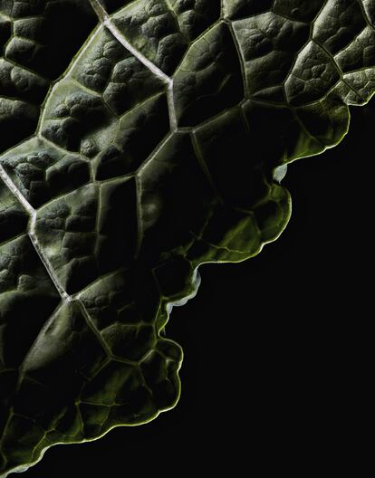<p><b>Berza dragón</p></b><p> Sus hojas escamadas recuerdan la piel del animal mitológico. Llegó hace siglos a Europa, pero no es tan popular como otras berzas o <i>kales</i> como la verde.</p>