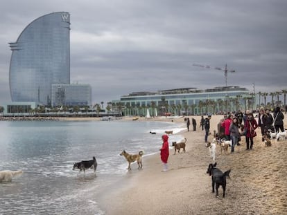 Una protesta del Partit Animalista per demanar espais per als gossos.