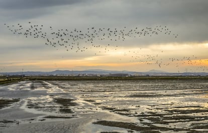 Es en este momento cuando las aves migratorias no pueden detenerse (suponiendo un sobreesfuerzo extra alcanzar otro humedal en condiciones), las aves que aún permanecían se ven obligadas a abandonar el humedal, y las aves acuáticas que han empezado a criar sufren fuertes mortandades en sus colonias de cría. Al atardecer los bandos de méritos y gaviotas alzan el vuelo y abandonan los arrozales para acudir a sus respectivos dormideros.