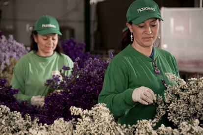Mujeres trabajando con flores en la empresa colombiana Plazoleta Bazzani, a las afueras de Bogotá.