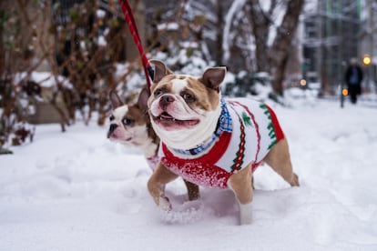 Dos perros juegan en el barrio NoMa de Washington, D.C.