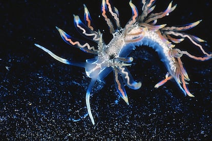 Esta babosa marina del archipiélago japonés sorprende por sus llamativos colores azul, rojo y oro. Bautizada 'Phyllodesmium acanthorhinum', el Instituto Internacional para la Exploración de Especies la considera "un eslabón perdido" entre las babosas de mar que se alimentan de corales y las que dependen de hidroides, una etapa de la vida de varias especies marinas.