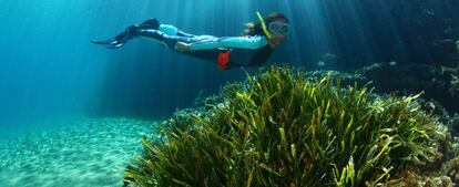 Una zona de la Posidonia marina de Baleares.