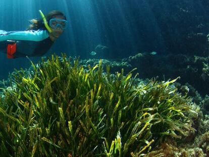 Una zona de la Posidonia marina de Baleares.