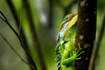 Lagarto en el parque nacional de Periyar (India).