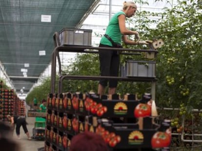 Una granja de tomates de Polonia.