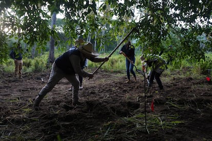 Miembros de la Comisión Nacional de Búsqueda , la FGR y la FGEM en una búsqueda de fosas clandestinas en Michoacán, en agosto de 2020.