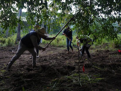 Miembros de la Comisión Nacional de Búsqueda , la FGR y la FGEM en una búsqueda de fosas clandestinas en Michoacán, en agosto de 2020.