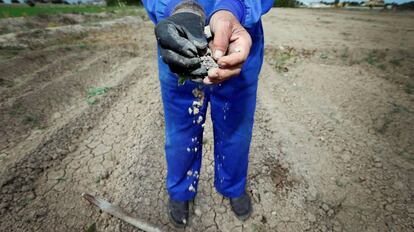 Uun agricultor cerca del pantano de La Pedrera (Orihuela) desgrana un terr&oacute;n de su campo.