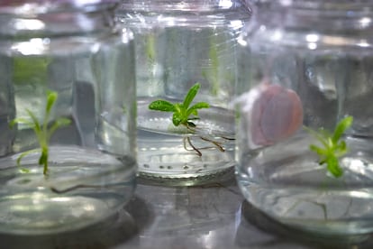 Frailejones in vitro, en el laboratorio de fisiología vegetal de la Universidad de Antioquia, en Medellín, el 25 de noviembre de 2024.