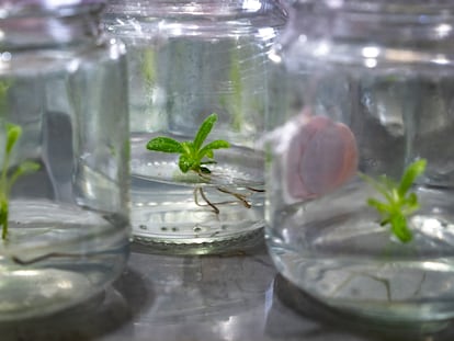 Frailejones in vitro, en el laboratorio de fisiología vegetal de la Universidad de Antioquia, en Medellín, el 25 de noviembre de 2024.