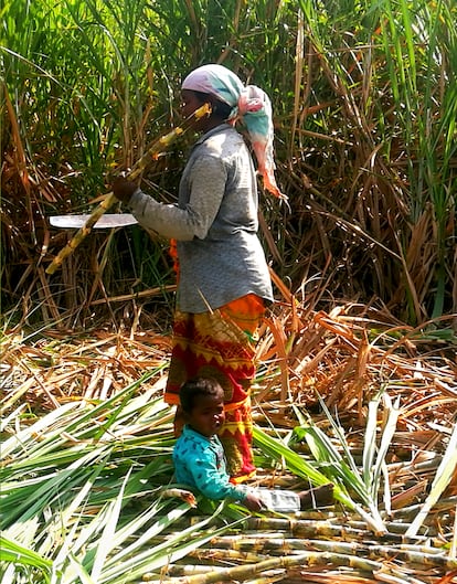 Una trabajadora de la caña de azúcar en India, con su hijo.