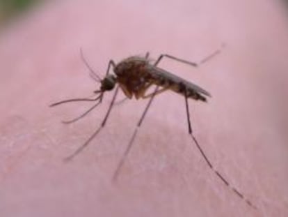 Colombia, el segundo país con más casos de infectados por el virus del zika.