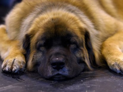 Un perro, durante un momento de descanso.