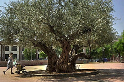Olivo trasplantado a una plaza pública de La Vall D'Uixó (Castellón).