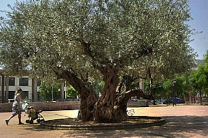 Olivo trasplantado a una plaza pública de La Vall D&#39;Uixó (Castellón).