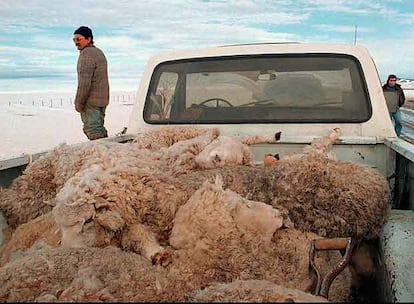 Transporte de ovejas en la regin de Santa Cruz, donde se desarrolla el libro.