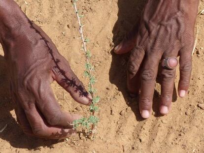 Un pastor revisa plantaciones que beneficiarán al ganado, en la localidad senegalesa de Mbar Toubab.